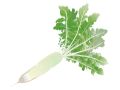 Radish